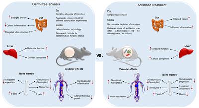 Antibiotic Treatment Protocols and Germ-Free Mouse Models in Vascular Research